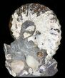Hoploscaphites Ammonite - South Dakota #44040-2